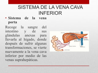 SISTEMA DE LA VENA CAVA
INFERIOR
• Sistema de la vena
porta
Recoge la sangre del
intestino y de sus
glándulas anexas para
llevarla al hígado, donde
después de sufrir algunas
transformaciones, se vierte
nuevamente a la vena cava
inferior por medio de las
venas suprahepáticas.
 