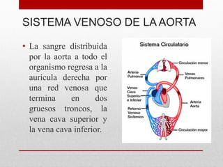 SISTEMA VENOSO DE LA AORTA
• La sangre distribuida
por la aorta a todo el
organismo regresa a la
aurícula derecha por
una red venosa que
termina en dos
gruesos troncos, la
vena cava superior y
la vena cava inferior.
 