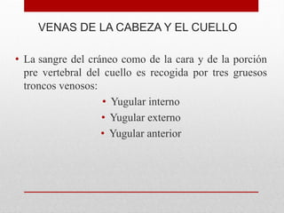 VENAS DE LA CABEZA Y EL CUELLO
• La sangre del cráneo como de la cara y de la porción
pre vertebral del cuello es recogida por tres gruesos
troncos venosos:
• Yugular interno
• Yugular externo
• Yugular anterior
 