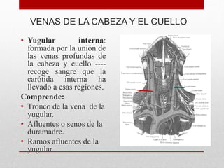VENAS DE LA CABEZA Y EL CUELLO
• Yugular interna:
formada por la unión de
las venas profundas de
la cabeza y cuello ----
recoge sangre que la
carótida interna ha
llevado a esas regiones.
Comprende:
• Tronco de la vena de la
yugular.
• Afluentes o senos de la
duramadre.
• Ramos afluentes de la
yugular.
 