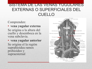SISTEMA DE LAS VENAS YUGULARES
EXTERNAS O SUPERFICIALES DEL
CUELLO
Comprenden:
• vena yugular externa
Se origina a la altura del
cuello y desemboca en la
vena subclavia.
• vena yugular anterior
Se origina el la región
suprahioidea ramos
prehioideo y
supraesternal
 