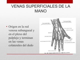 VENAS SUPERFICIALES DE LA
MANO
• Origen en la red
venosa subungueal y
en el plexo del
pulplejo y terminan
en las venas
colaterales del dedo
 