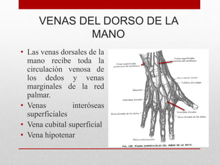 VENAS DEL DORSO DE LA
MANO
• Las venas dorsales de la
mano recibe toda la
circulación venosa de
los dedos y venas
marginales de la red
palmar.
• Venas interóseas
superficiales
• Vena cubital superficial
• Vena hipotenar
 