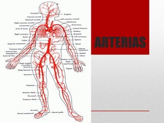 ARTERIAS
 