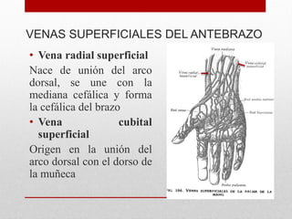 VENAS SUPERFICIALES DEL ANTEBRAZO
• Vena radial superficial
Nace de unión del arco
dorsal, se une con la
mediana cefálica y forma
la cefálica del brazo
• Vena cubital
superficial
Origen en la unión del
arco dorsal con el dorso de
la muñeca
 