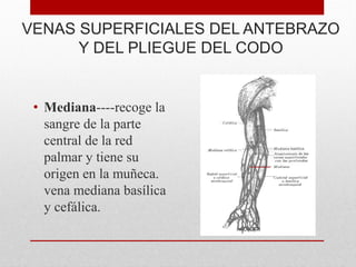 VENAS SUPERFICIALES DEL ANTEBRAZO
Y DEL PLIEGUE DEL CODO
• Mediana----recoge la
sangre de la parte
central de la red
palmar y tiene su
origen en la muñeca.
vena mediana basílica
y cefálica.
 