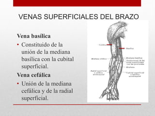 VENAS SUPERFICIALES DEL BRAZO
Vena basílica
• Constituido de la
unión de la mediana
basílica con la cubital
superficial.
Vena cefálica
• Unión de la mediana
cefálica y de la radial
superficial.
 