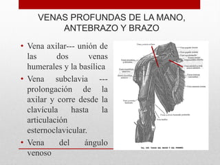 VENAS PROFUNDAS DE LA MANO,
ANTEBRAZO Y BRAZO
• Vena axilar--- unión de
las dos venas
humerales y la basílica
• Vena subclavia ---
prolongación de la
axilar y corre desde la
clavícula hasta la
articulación
esternoclavicular.
• Vena del ángulo
venoso
 