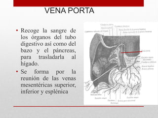 VENA PORTA
• Recoge la sangre de
los órganos del tubo
digestivo así como del
bazo y el páncreas,
para trasladarla al
hígado.
• Se forma por la
reunión de las venas
mesentéricas superior,
inferior y esplénica
 