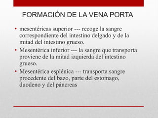 FORMACIÓN DE LA VENA PORTA
• mesentéricas superior --- recoge la sangre
correspondiente del intestino delgado y de la
mitad del intestino grueso.
• Mesentérica inferior --- la sangre que transporta
proviene de la mitad izquierda del intestino
grueso.
• Mesentérica esplénica --- transporta sangre
procedente del bazo, parte del estomago,
duodeno y del páncreas
 