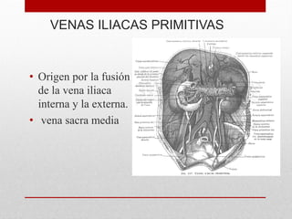 VENAS ILIACAS PRIMITIVAS
• Origen por la fusión
de la vena iliaca
interna y la externa.
• vena sacra media
 