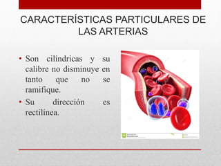 CARACTERÍSTICAS PARTICULARES DE
LAS ARTERIAS
• Son cilíndricas y su
calibre no disminuye en
tanto que no se
ramifique.
• Su dirección es
rectilínea.
 