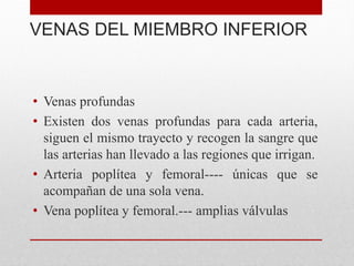 • Venas profundas
• Existen dos venas profundas para cada arteria,
siguen el mismo trayecto y recogen la sangre que
las arterias han llevado a las regiones que irrigan.
• Arteria poplítea y femoral---- únicas que se
acompañan de una sola vena.
• Vena poplítea y femoral.--- amplias válvulas
VENAS DEL MIEMBRO INFERIOR
 
