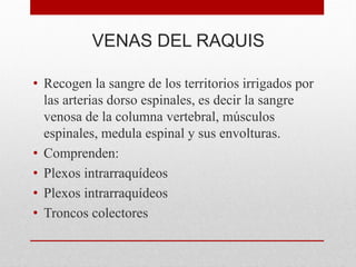 VENAS DEL RAQUIS
• Recogen la sangre de los territorios irrigados por
las arterias dorso espinales, es decir la sangre
venosa de la columna vertebral, músculos
espinales, medula espinal y sus envolturas.
• Comprenden:
• Plexos intrarraquídeos
• Plexos intrarraquídeos
• Troncos colectores
 