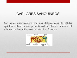 CAPILARES SANGUÍNEOS
Son vasos microscópicos con una delgada capa de células
epiteliales planas y una pequeña red de fibras reticulares. El
diámetro de los capilares oscila entre 8 y 12 micras.
 