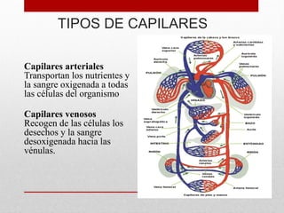 TIPOS DE CAPILARES
Capilares arteriales
Transportan los nutrientes y
la sangre oxigenada a todas
las células del organismo
Capilares venosos
Recogen de las células los
desechos y la sangre
desoxigenada hacia las
vénulas.
 