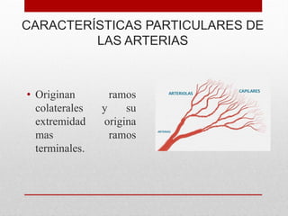 CARACTERÍSTICAS PARTICULARES DE
LAS ARTERIAS
• Originan ramos
colaterales y su
extremidad origina
mas ramos
terminales.
 