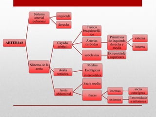 ARTERIAS
Sistema
arterial
pulmonar
izquierda
derecha
Sistema de la
aorta
Cayado
aórtico
Tronco
braquiocefál
ico
Arterias
carótidas
Primitivas
de izquierda
derecha y
media
externa
interna
subclavias
Extremidade
s superiores
Aorta
torácica
Medias
Esofágicas
intercostales
Aorta
abdominal
Sacra media
iliacas
internas
sacro
coccígeas
externas
Extremidade
s inferiores
 