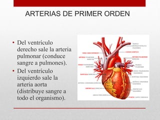 ARTERIAS DE PRIMER ORDEN
• Del ventrículo
derecho sale la arteria
pulmonar (conduce
sangre a pulmones).
• Del ventrículo
izquierdo sale la
arteria aorta
(distribuye sangre a
todo el organismo).
 
