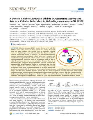 A Dimeric Chlorite Dismutase Exhibits O2‑Generating Activity and
Acts as a Chlorite Antioxidant in Klebsiella pneumoniae MGH 78578
Arianna I. Celis,†
Zachary Geeraerts,‡
David Ngmenterebo,§
Melodie M. Machovina,†
Richard C. Kurker,∥
Kumar Rajakumar,§
Anabella Ivancich,⊥
Kenton R. Rodgers,‡
Gudrun S. Lukat-Rodgers,*,‡
and Jennifer L. DuBois*,†
†
Department of Chemistry and Biochemistry, Montana State University, Bozeman, Montana 59715, United States
‡
Department of Chemistry and Biochemistry, North Dakota State University, Fargo, North Dakota 58102, United States
§
Department of Chemistry and Biochemistry, University of Notre Dame, Notre Dame, Indiana 46556, United States
∥
Department of Infection, Immunity and Inﬂammation, University of Leicester, Leicester LE1 9HN, U.K.
⊥
CNRS, Unité de Recherche Mixte CNRS/CEA/Université Paris-Sud (UMR 8221), Laboratoire de Bioénergétique, Métalloprotéines
et Stress, Centre d’Etudes de Saclay, iBiTec-S, 91191 Gif-sur-Yvette, France
*S Supporting Information
ABSTRACT: Chlorite dismutases (Clds) convert chlorite to O2 and Cl−
,
stabilizing heme in the presence of strong oxidants and forming the OO
bond with high eﬃciency. The enzyme from the pathogen Klebsiella
pneumoniae (KpCld) represents a subfamily of Clds that share most of their
active site structure with eﬃcient O2-producing Clds, even though they have a
truncated monomeric structure, exist as a dimer rather than a pentamer, and
come from Gram-negative bacteria without a known need to degrade chlorite.
We hypothesized that KpCld, like others in its subfamily, should be able to
make O2 and may serve an in vivo antioxidant function. Here, it is
demonstrated that it degrades chlorite with limited turnovers relative to the
respiratory Clds, in part because of the loss of hypochlorous acid from the
active site and destruction of the heme. The observation of hypochlorous acid,
the expected leaving group accompanying transfer of an oxygen atom to the
ferric heme, is consistent with the more open, solvent-exposed heme environment predicted by spectroscopic measurements and
inferred from the crystal structures of related proteins. KpCld is more susceptible to oxidative degradation under turnover
conditions than the well-characterized Clds associated with perchlorate respiration. However, wild-type K. pneumoniae has a
signiﬁcant growth advantage in the presence of chlorate relative to a Δcld knockout strain, speciﬁcally under nitrate-respiring
conditions. This suggests that a physiological function of KpCld may be detoxiﬁcation of endogenously produced chlorite.
O2 bond-forming processes are rare in biology. At present, two
examples are well-described. First, the water-splitting reaction
catalyzed by photosystem II (PSII) drives the photosynthetic
ﬁxation of CO2 into carbohydrates.1
Second, a much more
unusual reaction found in perchlorate (ClO4
−
)-respiring
bacteria is used to detoxify chlorite (ClO2
−
), the end product
of the perchlorate respiratory pathway. ClO2
−
is rapidly
converted to O2 and Cl−
via an enzyme known as chlorite
dismutase (Cld).2
In sharp contrast with the complexity of
PSII,1
Clds are soluble enzymes catalyzing an O−O bond-
forming reaction with heme b as the sole cofactor.
Clds from perchlorate-respiring bacteria catalyze this reaction
with great eﬃciency. The enzyme from Dechloromonas
aromatica (DaCld), which we have characterized extensively
and use here as an example of a highly adapted respiratory Cld,
turns over >20000 equiv of chlorite per heme at rates nearing
the diﬀusion limit before it is irreversibly inactivated.3−7
The
proposed mechanism for O2 formation (Scheme 1) involves
initial transfer of an oxygen atom from ClO2
−
to the ferric heme
to make an FeIV
O porphyrin (Por) π-cation radical
(Compound I). The resulting hypochlorite (OCl−
) leaving
group is stabilized in its nucleophilic, anionic state by a
positively charged arginine residue in a sterically conﬁned
pocket above the heme plane.8−11
The “trapped” hypochlorite
is then poised for nucleophilic attack on the electron-deﬁcient
ferryl oxygen atom to generate a putative ferric peroxyhypo-
chlorite (OOCl−
) intermediate that decomposes to yield Cl−
and O2.
Received: September 19, 2014
Revised: November 26, 2014
Published: December 1, 2014
Scheme 1
Article
pubs.acs.org/biochemistry
© 2014 American Chemical Society 434 dx.doi.org/10.1021/bi501184c | Biochemistry 2015, 54, 434−446
 