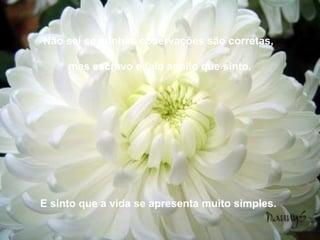 Não sei se minhas observações são corretas,

     mas escrevo e falo aquilo que sinto.




E sinto que a vida se apresenta muito simples.
 