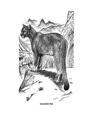 mountain lion
 