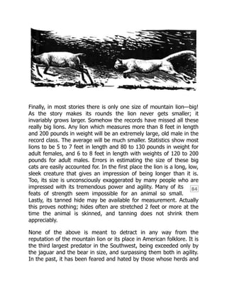 84
Finally, in most stories there is only one size of mountain lion—big!
As the story makes its rounds the lion never gets smaller; it
invariably grows larger. Somehow the records have missed all these
really big lions. Any lion which measures more than 8 feet in length
and 200 pounds in weight will be an extremely large, old male in the
record class. The average will be much smaller. Statistics show most
lions to be 5 to 7 feet in length and 80 to 130 pounds in weight for
adult females, and 6 to 8 feet in length with weights of 120 to 200
pounds for adult males. Errors in estimating the size of these big
cats are easily accounted for. In the first place the lion is a long, low,
sleek creature that gives an impression of being longer than it is.
Too, its size is unconsciously exaggerated by many people who are
impressed with its tremendous power and agility. Many of its
feats of strength seem impossible for an animal so small.
Lastly, its tanned hide may be available for measurement. Actually
this proves nothing; hides often are stretched 2 feet or more at the
time the animal is skinned, and tanning does not shrink them
appreciably.
None of the above is meant to detract in any way from the
reputation of the mountain lion or its place in American folklore. It is
the third largest predator in the Southwest, being exceeded only by
the jaguar and the bear in size, and surpassing them both in agility.
In the past, it has been feared and hated by those whose herds and
 