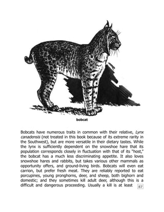 87
bobcat
Bobcats have numerous traits in common with their relative, Lynx
canadensis (not treated in this book because of its extreme rarity in
the Southwest), but are more versatile in their dietary tastes. While
the lynx is sufficiently dependent on the snowshoe hare that its
population corresponds closely in fluctuation with that of its “host,”
the bobcat has a much less discriminating appetite. It also loves
snowshoe hares and rabbits, but takes various other mammals as
opportunity offers, and ground-living birds. Bobcats will even eat
carrion, but prefer fresh meat. They are reliably reported to eat
porcupines, young pronghorns, deer, and sheep, both bighorn and
domestic; and they sometimes kill adult deer, although this is a
difficult and dangerous proceeding. Usually a kill is at least
 