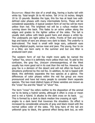 88
Description: About the size of a small dog, having a bushy tail with
white tip. Total length 36 to 40 inches. Tail 14 to 16 inches. Weight
10 to 15 pounds. Besides the type, this fox has at least two well-
defined color phases with many intermediate forms. These will be
considered separately. A typical western form of red fox will be more
yellow than red. The brightest red will be a rufous median line
running down the back. This fades to an ochre yellow along the
edges and grades to the lighter yellow of the sides. The tail is
usually dark yellow with black guard hairs and always a white tip.
The underparts are light yellow to white. Fronts of feet and lower
legs and backs of ears are always very dark to black. The underfur is
lead-colored. The head is small with large ears, yellowish eyes
having elliptical pupils, narrow nose and jaws. The young, four to six
in a litter, are born early in the summer and but one litter is
produced each year.
The western form of red fox might more aptly be named the
“yellow” fox, since it is definitely more yellow than red. To add to the
confusion, the gray fox, Urocyon cinereoargenteus, of the West
usually has more good red in its coat than the red fox. However, the
gray fox is a denizen of the desert and will not often be found at
elevations preferred by the red fox. In addition, its tail is tipped with
black; this definitely separates the two species at a glance. The
differences of color phases within the red fox group are more
pronounced and have led many people to consider them separate
species. The two most distinct types of these varieties are known as
the “cross” fox and the “black” or “silver” fox.
The term “cross” fox refers neither to the disposition of the animal
nor to its being a hybrid variety, although it often is cross or mean
and is not a hybrid. It alludes to the dark cross on its back.
This is formed by a dark to black median line crossing at right
angles to a dark band that traverses the shoulders. Its effect is
increased by considerable amounts of gray and black mixed with the
normal yellow color of the sides. The long hairs of the tail are
yellowish gray to black, the general effect being dark but, as with
 