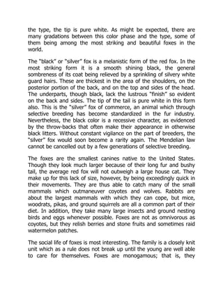the type, the tip is pure white. As might be expected, there are
many gradations between this color phase and the type, some of
them being among the most striking and beautiful foxes in the
world.
The “black” or “silver” fox is a melanistic form of the red fox. In the
most striking form it is a smooth shining black, the general
sombreness of its coat being relieved by a sprinkling of silvery white
guard hairs. These are thickest in the area of the shoulders, on the
posterior portion of the back, and on the top and sides of the head.
The underparts, though black, lack the lustrous “finish” so evident
on the back and sides. The tip of the tail is pure white in this form
also. This is the “silver” fox of commerce, an animal which through
selective breeding has become standardized in the fur industry.
Nevertheless, the black color is a recessive character, as evidenced
by the throw-backs that often make their appearance in otherwise
black litters. Without constant vigilance on the part of breeders, the
“silver” fox would soon become a rarity again. The Mendelian law
cannot be cancelled out by a few generations of selective breeding.
The foxes are the smallest canines native to the United States.
Though they look much larger because of their long fur and bushy
tail, the average red fox will not outweigh a large house cat. They
make up for this lack of size, however, by being exceedingly quick in
their movements. They are thus able to catch many of the small
mammals which outmaneuver coyotes and wolves. Rabbits are
about the largest mammals with which they can cope, but mice,
woodrats, pikas, and ground squirrels are all a common part of their
diet. In addition, they take many large insects and ground nesting
birds and eggs whenever possible. Foxes are not as omnivorous as
coyotes, but they relish berries and stone fruits and sometimes raid
watermelon patches.
The social life of foxes is most interesting. The family is a closely knit
unit which as a rule does not break up until the young are well able
to care for themselves. Foxes are monogamous; that is, they
 