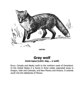 red fox
Gray wolf
Canis lupus (Latin: dog ... a wolf)
Range: Canada and Alaska north to the northern coast of Greenland.
In the United States it is found in three widely separated areas in
Oregon, Utah and Colorado, and New Mexico and Arizona. It extends
south into the tablelands of Mexico.
 