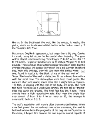 90
Habitat: In the Southwest the wolf, like the coyote, is leaving the
plains, which are its chosen habitat, to live in the broken country of
the Transition Life Zone.
Description: Doglike in appearance, but larger than a big dog. Carries
its short, bushy tail above the horizontal when traveling. The gray
wolf is almost unbelievably big. Total length 55 to 67 inches. Tail 12
to 19 inches. Height at shoulders 26 to 28 inches. Weight 70 to 170
pounds. These animals show a tremendous variation in color, but the
average individual will appear very much like a big German shepherd
dog. From this average, they will vary from the almost white
coat found in Alaska to the black phase of the red wolf of
Texas. The head of the wolf is distinctive. It has a broad face with a
wide but short nose. The straw-yellow eyes have round pupils. The
ears are short and round, much more like a dog’s than a coyote’s.
The feet, in keeping with the rest of the body, are large. The front
feet have five toes; as is usual with canines, the first toe or “thumb”
does not touch the ground. The hind foot has but 4 toes. These
animals have a high reproduction rate. Each year the single litter
may consist of from 3 to 4 to as many as 12; the average is
assumed to be from 6 to 8.
The wolf’s association with man is older than recorded history. When
man first gained his ascendency over other mammals, the wolf is
believed to have been the progenitor of the dog. As man’s partner in
the chase, it helped him become the one superior animal capable of
 
