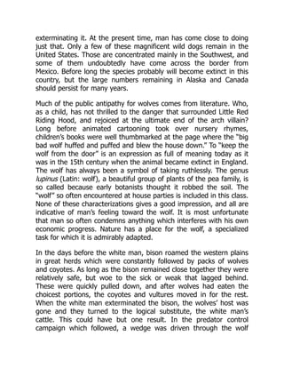 exterminating it. At the present time, man has come close to doing
just that. Only a few of these magnificent wild dogs remain in the
United States. Those are concentrated mainly in the Southwest, and
some of them undoubtedly have come across the border from
Mexico. Before long the species probably will become extinct in this
country, but the large numbers remaining in Alaska and Canada
should persist for many years.
Much of the public antipathy for wolves comes from literature. Who,
as a child, has not thrilled to the danger that surrounded Little Red
Riding Hood, and rejoiced at the ultimate end of the arch villain?
Long before animated cartooning took over nursery rhymes,
children’s books were well thumbmarked at the page where the “big
bad wolf huffed and puffed and blew the house down.” To “keep the
wolf from the door” is an expression as full of meaning today as it
was in the 15th century when the animal became extinct in England.
The wolf has always been a symbol of taking ruthlessly. The genus
lupinus (Latin: wolf), a beautiful group of plants of the pea family, is
so called because early botanists thought it robbed the soil. The
“wolf” so often encountered at house parties is included in this class.
None of these characterizations gives a good impression, and all are
indicative of man’s feeling toward the wolf. It is most unfortunate
that man so often condemns anything which interferes with his own
economic progress. Nature has a place for the wolf, a specialized
task for which it is admirably adapted.
In the days before the white man, bison roamed the western plains
in great herds which were constantly followed by packs of wolves
and coyotes. As long as the bison remained close together they were
relatively safe, but woe to the sick or weak that lagged behind.
These were quickly pulled down, and after wolves had eaten the
choicest portions, the coyotes and vultures moved in for the rest.
When the white man exterminated the bison, the wolves’ host was
gone and they turned to the logical substitute, the white man’s
cattle. This could have but one result. In the predator control
campaign which followed, a wedge was driven through the wolf
 