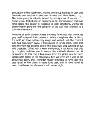 91
population of the Southwest, leaving one group isolated in Utah and
Colorado and another in southern Arizona and New Mexico.
The latter group is actually formed by immigration of wolves
from Mexico. It fluctuates in numbers as the animals move back and
forth across the border in response to local conditions. During the
extermination program, the behavior of the wolf was affected to a
considerable extent.
Accounts of early travelers stress the easy familiarity with which the
gray wolf accepted their presence. When a wayfarer shot a bison,
the wolf sat down within easy range and waited until the choicest
cuts had been taken away. It then moved in for its share. Since that
time the wolf has become one of the most wary and cunning of our
wild creatures. Gifted with a keen intelligence, it has found that only
by complete isolation can it escape the methods devised for its
destruction. To this end, it has moved from the plains into the more
inaccessible places in the mountains. Few will ever see a wolf in the
Southwest again, and I consider myself fortunate to have seen this
gray ghost of the plains in years long past, and to have heard its
deep howl break the silence of a cold winter night.
 