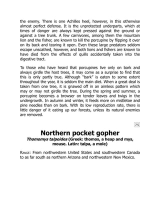 75
the enemy. There is one Achilles heel, however, in this otherwise
almost perfect defense. It is the unprotected underparts, which at
times of danger are always kept pressed against the ground or
against a tree trunk. A few carnivores, among them the mountain
lion and the fisher, are known to kill the porcupine by flipping it over
on its back and tearing it open. Even these large predators seldom
escape unscathed, however, and both lions and fishers are known to
have died from the effects of quills accidentally taken into the
digestive tract.
To those who have heard that porcupines live only on bark and
always girdle the host trees, it may come as a surprise to find that
this is only partly true. Although “bark” is eaten to some extent
throughout the year, it is seldom the main diet. When a great deal is
taken from one tree, it is gnawed off in an aimless pattern which
may or may not girdle the tree. During the spring and summer, a
porcupine becomes a browser on tender leaves and twigs in the
undergrowth. In autumn and winter, it feeds more on mistletoe and
pine needles than on bark. With its low reproduction rate, there is
little danger of it eating up our forests, unless its natural enemies
are removed.
Northern pocket gopher
Thomomys talpoides (Greek: thomos, a heap and mys,
mouse. Latin: talpa, a mole)
Range: From northwestern United States and southwestern Canada
to as far south as northern Arizona and northwestern New Mexico.
 