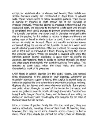 except for variations due to climate and terrain, their habits are
similar. Burrows usually are constructed in deep loam or alluvial
soils. These tunnels seem to follow an aimless pattern. Their course
is marked by mounds of earth thrown out of the workings at
irregular intervals. When the gopher is engaged in throwing out this
excavated earth, the entrance to the tunnel is left open until the job
is completed, then tightly plugged to prevent enemies from entering.
The tunnels themselves are rather small in diameter, considering the
size of the gopher, for if it wishes to retrace its steps and there is no
gallery near at hand in which to turn around, it can run backward
almost as easily as forward. There are usually numerous rooms
excavated along the course of the tunnels. In one is a warm nest
constructed of grass and fibers. Others are utilized for storage rooms
and at least one is reserved as a toilet, thereby keeping the rest of
the workings sanitary. When the ground is covered with snow the
northern pocket gopher especially is quite likely to extend its
activities aboveground. Here it builds its tunnels through the snow
and often packs them tightly with earth brought up from below. This
remains as earth casts, when the snow melts and forms a
characteristic mark of its presence.
Chief foods of pocket gophers are the bulbs, tubers, and fibrous
roots encountered in the course of their diggings. Whenever an
especially abundant supply is found, the surplus is stored away as
insurance against the time when future excavation produces nothing.
Gophers also eat leaves and stems whenever available. Some plants
are pulled down through the roof of the tunnel by the roots, and
some are gathered near its mouth, although these trips “outside” are
fraught with danger. Coyotes, foxes, and bobcats all are willing to
chance an encounter with this doughty little scrapper for the sake of
the tasty meal he will furnish.
Little is known of gopher family life. For the most part, they are
solitary individuals, avoiding others of their kind. At breeding time,
however, they may travel some distance across country to find a
mate. These trips usually are carried out under cover of darkness.
 