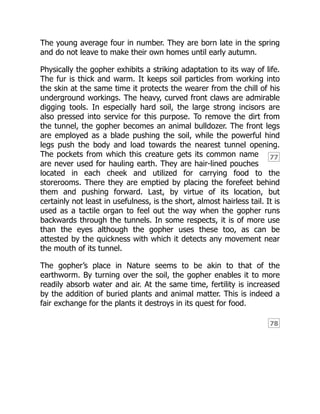 77
78
The young average four in number. They are born late in the spring
and do not leave to make their own homes until early autumn.
Physically the gopher exhibits a striking adaptation to its way of life.
The fur is thick and warm. It keeps soil particles from working into
the skin at the same time it protects the wearer from the chill of his
underground workings. The heavy, curved front claws are admirable
digging tools. In especially hard soil, the large strong incisors are
also pressed into service for this purpose. To remove the dirt from
the tunnel, the gopher becomes an animal bulldozer. The front legs
are employed as a blade pushing the soil, while the powerful hind
legs push the body and load towards the nearest tunnel opening.
The pockets from which this creature gets its common name
are never used for hauling earth. They are hair-lined pouches
located in each cheek and utilized for carrying food to the
storerooms. There they are emptied by placing the forefeet behind
them and pushing forward. Last, by virtue of its location, but
certainly not least in usefulness, is the short, almost hairless tail. It is
used as a tactile organ to feel out the way when the gopher runs
backwards through the tunnels. In some respects, it is of more use
than the eyes although the gopher uses these too, as can be
attested by the quickness with which it detects any movement near
the mouth of its tunnel.
The gopher’s place in Nature seems to be akin to that of the
earthworm. By turning over the soil, the gopher enables it to more
readily absorb water and air. At the same time, fertility is increased
by the addition of buried plants and animal matter. This is indeed a
fair exchange for the plants it destroys in its quest for food.
 