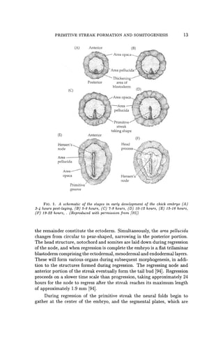 PRIMITIVE STREAK FORMATION AND SOMITOGENESIS 13
(A) Anterior
(C)
(E)
node
p<'lIucida
Primitive
groove
Posterior
Anterior
area of
blastoderm
taking shape
Head
process
Hensen's
node
FIG.!' A schematic of the stages in early development of the chick embryo (A)
3-4 hours post-laying, (B) 5-6 hours, (C) 7-8 hours, (D) 10-12 hours, (E) 15-16 hours,
(F) 19-22 hours, . (Reproduced with permission from (35})
the remainder constitute the ectoderm. Simultaneously, the area pellucida
changes from circular to pear-shaped, narrowing in the posterior portion.
The head structure, notochord and somites are laid down during regression
of the node, and when regression is complete the embryo is a flat trilaminar
blastoderm comprising the ectodermal, mesodermal and endodermallayers.
These will form various organs during subsequent morphogenesis, in addi-
tion to the structures formed during regression. The regressing node and
anterior portion of the streak eventually form the tail bud [94]. Regression
proceeds on a slower time scale than progression, taking approximately 24
hours for the node to regress after the streak reaches its maximum length
of approximately 1.9 mm [94].
During regression of the primitive streak the neural folds begin to
gather at the center of the embryo, and the segmental plates, which are
 