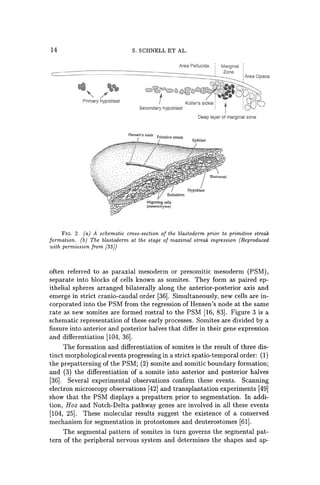 14 S. SCHNELL ET AL.
Area Pellucida Marginal
CC======,
===
/
='
=I
======o
==~===o==o=~=o
=o=~
===:>12£::J-
~
t )1V~. 'gJDI5
Primary hypoblast Koller's siCkle ! t ! ro
Seoondary hypoblast ' ,
Deep layer 01 marginal zone
FIG. 2. (a) A schematic cross-section of the blastoderm prior to primitive streak
formation. (b) The blastoderm at the stage of maximal streak ingression (Reproduced
with permission from [35J)
often referred to as paraxial mesoderm or presomitic mesoderm (PSM),
separate into blocks of cells known as somites. They form as paired ep-
ithelial spheres arranged bilaterally along the anterior-posterior axis and
emerge in strict cranio-caudal order [36]. Simultaneously, new cells are in-
corporated into the PSM from the regression of Hensen's node at the same
rate as new somites are formed rostral to the PSM [16, 83]. Figure 3 is a
schematic representation of these early processes. Somites are divided by a
fissure into anterior and posterior halves that differ in their gene expression
and differentiation [104, 36].
The formation and differentiation of somites is the result of three dis-
tinct morphological events progressing in a strict spatio-temporal order: (1)
the prepatterning of the PSM; (2) somite and somitic boundary formation;
and (3) the differentiation of a somite into anterior and posterior halves
[36]. Several experimental observations confirm these events. Scanning
electron microscopy observations [42] and transplantation experiments [49]
show that the PSM displays a prepattern prior to segmentation. In addi-
tion, Hox and Notch-Delta pathway genes are involved in all these events
[104, 25]. These molecular results suggest the existence of a conserved
mechanism for segmentation in protostomes and deuterostomes [61].
The segmental pattern of somites in turn governs the segmental pat-
tern of the peripheral nervous system and determines the shapes and ap-
 