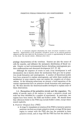 PRIMITIVE STREAK FORMATION AND SOMITOGENESIS 15
Head
Somites
Presomitic
Mesoderm
Hensen's --+--t>r
Node
Primitive
Streak
: Anterior
Posterior
FIG. 3. A schematic diagram illustrating the main structures involved in somi-
togenesis. Segmentation of the presomitic mesoderm occurs in an anterior-posterior
sequence and the time taken for the formation of a somite is approximately 90 minutes
in the chick. See text for details. (Redrawn from [10].)
pendage characteristics of the vertebrae. Somites are also the source of
cells for muscles, and influence the metameric distribution of blood ves-
sels. Genetic or/and environmental factors disturbing somitogenesis pro-
duce malformations and abnormal development [117, 27, 36].
Although the sequence of events in early avian development is well
documented, less is known about the mechanisms that give rise to primi-
tive streak formation and somitogenesis. A number of theoretical models
have been proposed to explain somitogenesis, and while these models are
satisfactory in some respects, none can explain the complete set of obser-
vations. In the following subsections we present a brief exposition of the
current experimental facts on primitive streak formation and somitogene-
sis. We then describe the theoretical models developed to explain some of
these observations.
1.1. Formation of the primitive streak and the organizer. The
ability of specific parts of the embryo to induce a primitive streak and
node has been identified by a number of experiments. In particular, two
regions have been tested, the PMZ and Koller's sickle. We should stress
that references below to the PMZ may include Koller's sickle, except where
stated explicitly.
I. Posterior Marginal Zone (PMZ) .
• At stage X, transplants or rotation of the PMZ to lateral or anterior
positions can form an ectopic primitive streak; at stage XI the inner
region in contact with the PMZ also has the potential to form
primitive streak, and at stage XII the PMZ has lost the ability to
 