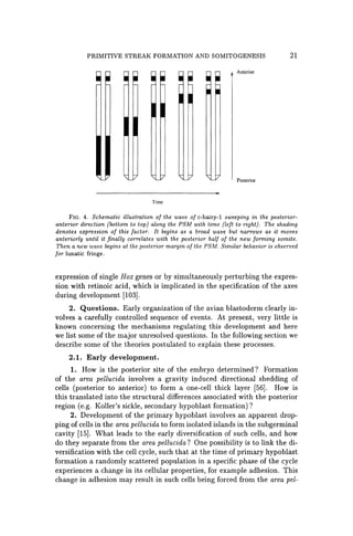 PRIMITIVE STREAK FORMATION AND SOMITOGENESIS 21
Anterior
Posterior
Time
FIG. 4. Schematic illustration of the wave of c-hairy-l sweeping in the posterior-
anterior direction (bottom to top) along the PSM with time (left to right). The shading
denotes expression of this factor. It begins as a broad wave but narrows as it moves
anteriorly until it finally correlates with the posterior half of the new forming somite.
Then a new wave begins at the posterior margin of the PSM. Similar behavior is observed
for lunatic fringe.
expression of single Hox genes or by simultaneously perturbing the expres-
sion with retinoic acid, which is implicated in the specification of the axes
during development [103].
2. Questions. Early organization of the avian blastoderm clearly in-
volves a carefully controlled sequence of events. At present, very little is
known concerning the mechanisms regulating this development and here
we list some of the major unresolved questions. In the following section we
describe some of the theories postulated to explain these processes.
2.1. Early development.
1. How is the posterior site of the embryo determined? Formation
of the area pellucida involves a gravity induced directional shedding of
cells (posterior to anterior) to form a one-cell thick layer [56]. How is
this translated into the structural differences associated with the posterior
region (e.g. Koller's sickle, secondary hypoblast formation)?
2. Development of the primary hypoblast involves an apparent drop-
ping of cells in the area pellucida to form isolated islands in the subgerminal
cavity [15]. What leads to the early diversification of such cells, and how
do they separate from the area pellucida? One possibility is to link the di-
versification with the cell cycle, such that at the time of primary hypoblast
formation a randomly scattered population in a specific phase of the cycle
experiences a change in its cellular properties, for example adhesion. This
change in adhesion may result in such cells being forced from the area pel-
 
