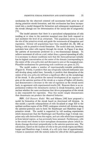 PRIMITIVE STREAK FORMATION AND SOMITOGENESIS 25
mechanism for the observed oriented cell movements both prior to and
during primitive streak formation, and this mechanism has been incorpo-
rated into a model designed for formation and subsequent maintenance of
the streak (though not the determination of the initial site of outgrowth)
[71].
The model assumes that there is a specialized subpopulation of cells
residing at or close to the posterior marginal zone that both respond to
and modulate the level of an attractant. This population serves to mark
the site of the primitive streak and guide the movements of elongation and
regression. Several cell populations have been identified [41, 99, 109] as
having a role in primitive streak formation. The model does not, however,
postulate how other cells ingress through the streak. In Figure 5 we show
the pattern of movements predicted on a two-dimensional domain. To
achieve movement of cells as a rod, rather than a general spreading of cells,
it is necessary to choose conditions such that the chemoattractant initially
has its highest concentration at the center of the domain (corresponding to
the center of the area pellucida) and decreases to zero at the marginal zone.
Plausible mechanisms for generating such conditions are given in [71].
The model makes a number of experimentally-testable predictions
(Figure 6). Firstly, it predicts that any ectopically induced embryonic axis
will develop along radial lines. Secondly, it predicts that disruption of the
center of the area pellucida will have a significant effect on the morphology
of the streak. It also predicts the natural development of an organizer re-
gion at the anterior portion of the streak as a region of higher cell density,
and demonstrates a decrease in the rate of regression as the streak moves
back, in agreement with experimental results [94]. However there is no ex-
perimental evidence for chemotactic motion in streak formation, and it is
unclear whether the same mechanism that drives propagation of the streak
is also responsible for regression. Thus this model simply demonstrates
that chemotaxis can produce the observed behavior.
PIV. Cell Division Model: Wei and Mikawa [109] have proposed a
model for formation of the streak based on directional cell division. In
this model, a specific subpopulation of cells (localized at stage XII to the
epiblast-midline region of the PMZ) undergoes oriented cell division along
the anterior-posterior axis to form the Hamburger and Hamilton stage 3
primitive streak. The model is supported by cell marking experiments
which demonstrate that the Hamburger and Hamilton stage 3 streak com-
prises only cells derived from this region, and not cells which have migrated
in from lateral regions, as has previously been assumed. Furthermore, cells
in the streak were shown to have metaphase chromosome plates (which in-
dicate cleavage direction) perpendicular to the anterior-posterior axis. The
calculation, based on the number of cells in the pre-streak region and Ham-
burger and Hamilton stage 3 streak, of a cell cycle time of approximately
4 hours is consistent with the mitotic index for cells of the chick gastrulae.
 