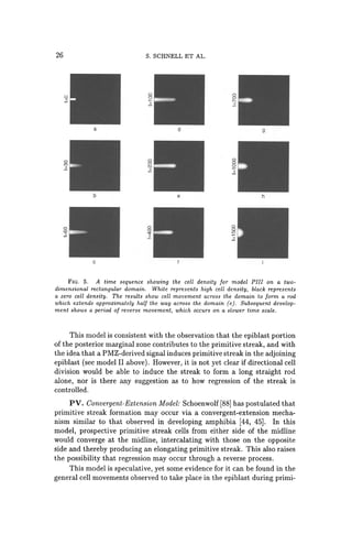 26
o
51
o
<D
.!!
a
b
c
S. SCHNELL ET AL.
8
1[
8
!
d
e
8
....
.!!
9
h
FIG. 5. A time sequence showing the cell density for model PIlI on a two-
dimensional rectangular domain. White represents high cell density, black represents
a zero cell density. The results show cell movement across the domain to form a rod
which extends approximately half the way across the domain (e). Subsequent develop-
ment shows a period of reverse movement, which occurs on a slower time scale.
This model is consistent with the observation that the epiblast portion
of the posterior marginal zone contributes to the primitive streak, and with
the idea that a PMZ-derived signal induces primitive streak in the adjoining
epiblast (see model II above). However, it is not yet clear if directional cell
division would be able to induce the streak to form a long straight rod
alone, nor is there any suggestion as to how regression of the streak is
controlled.
PV. Convergent-Extension Model: Schoenwolf [88] has postulated that
primitive streak formation may occur via a convergent-extension mecha-
nism similar to that observed in developing amphibia [44, 45]. In this
model, prospective primitive streak cells from either side of the midline
would converge at the midline, intercalating with those on the opposite
side and thereby producing an elongating primitive streak. This also raises
the possibility that regression may occur through a reverse process.
This model is speculative, yet some evidence for it can be found in the
general cell movements observed to take place in the epiblast during primi-
 