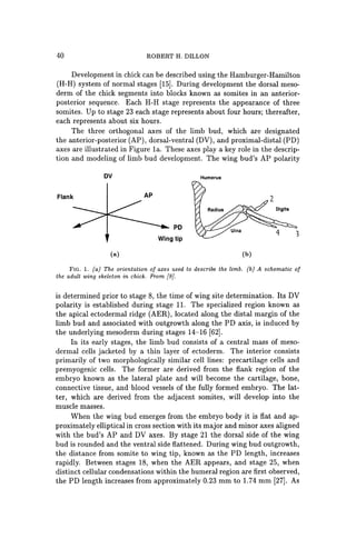 40 ROBERT H. DILLON
Development in chick can be described using the Hamburger-Hamilton
(H-H) system of normal stages [15]. During development the dorsal meso-
derm of the chick segments into blocks known as somites in an anterior-
posterior sequence. Each H-H stage represents the appearance of three
somites. Up to stage 23 each stage represents about four hours; thereafter,
each represents about six hours.
The three orthogonal axes of the limb bud, which are designated
the anterior-posterior (AP), dorsal-ventral (DV), and proximal-distal (PD)
axes are illustrated in Figure 1a. These axes playa key role in the descrip-
tion and modeling of limb bud development. The wing bud's AP polarity
OV
Flank AP
(a)
PO
Wingtip
H~merus
3
(b)
FIG. 1. (a) The orientation of axes used to describe the limb. (b) A schematic of
the adult wing skeleton in chick. From [9J.
is determined prior to stage 8, the time of wing site determination. Its DV
polarity is established during stage 11. The specialized region known as
the apical ectodermal ridge (AER), located along the distal margin of the
limb bud and associated with outgrowth along the PD axis, is induced by
the underlying mesoderm during stages 14-16 [62].
In its early stages, the limb bud consists of a central mass of meso-
dermal cells jacketed by a thin layer of ectoderm. The interior consists
primarily of two morphologically similar cell lines: precartilage cells and
premyogenic cells. The former are derived from the flank region of the
embryo known as the lateral plate and will become the cartilage, bone,
connective tissue, and blood vessels of the fully formed embryo. The lat-
ter, which are derived from the adjacent somites, will develop into the
muscle masses.
When the wing bud emerges from the embryo body it is flat and ap-
proximately elliptical in cross section with its major and minor axes aligned
with the bud's AP and DV axes. By stage 21 the dorsal side of the wing
bud is rounded and the ventral side flattened. During wing bud outgrowth,
the distance from somite to wing tip, known as the PD length, increases
rapidly. Between stages 18, when the AER appears, and stage 25, when
distinct cellular condensations within the humeral region are first observed,
the PD length increases from approximately 0.23 mm to 1.74 mm [27]. As
 