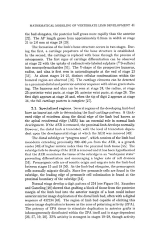 MATHEMATICAL MODELING OF VERTEBRATE LIMB DEVELOPMENT 41
the bud elongates, the posterior half grows more rapidly than the anterior
[22]. The AP length grows from approximately 0.8mm in width at stage
21 to 2.0 mm at stage 28 [20].
The formation of the limb's bone structure occurs in two stages. Dur-
ing the first, a cartilage prepattern of the bone structure is established.
In the second, the cartilage is replaced with bone through the process of
osteogenesis. The first signs of cartilage differentiation can be observed
at stage 22 with the uptake of radioactively-labeled sulphate eSS-sulfate)
into mucopolysaccharides [51]. The Y-shape of the prospective humerus,
radius, and ulna is first seen in autoradiographs at the end of stage 23
[51]. At about stages 24-25, distinct cellular condensations within the
humeral region are observed [16]. The cartilage elements can be detected
in a proximal-distal and posterior-anterior sequence with alcian green stain-
ing. The humerus and ulna can be seen at stage 24; the radius, at stage
25; posterior wrist parts, at stage 26; anterior wrist parts, at stage 28. The
first digit appears at stage 26 and, when the tip of digit 2 appears at stage
34, the full cartilage pattern is complete [27].
2.1. Specialized regions. Several regions of the developing limb bud
have an important role in determining the final cartilage pattern. A thick-
ened ridge of ectoderm along the distal edge of the limb bud known as
the apical ectodermal ridge (AER) has an essential role in normal limb
development. If the AER is removed, the proximal limb develops normally.
However, the distal limb is truncated, with the level of truncation depen-
dent upon the developmental stage at which the AER was removed [49].
The distal subridge or "progress zone", which consists of the limb bud
mesoderm extending proximally 200-400 j.1m from the AER, is a growth
center [49] of higher mitotic index than the proximal limb tissue [55]. The
subridge fails to develop if the AER is removed and it has been hypothesized
that the AER maintains the tissue of the subridge in an "embryonic state"
preventing differentiation and encouraging a higher rate of cell division
[51]. Premyogenic cells are of somitic origin and migrate into the limb bud
between stages 15 and 18 [50]. As the limb bud elongates, the premyogenic
cells normally migrate distally. Since few premuscle cells are found in the
subridge, the leading edge of premuscle cell colonization is found at the
proximal boundary of the subridge [34].
Normal wings develop a digit pattern of 234 (see Figure Ib). Saunders
and Gasseling [48] showed that grafting a block of tissue from the posterior
margin of the limb bud into the anterior margin of a host could induce
anterior mirror image duplication of the distal limb bud, often with a digital
sequence of 432234 [48]. The region of limb bud capable of eliciting this
mirror image duplication is known as the zone of polarizing activity (ZPA).
The potency of ZPA tissue to stimulate duplication in anterior grafts is
inhomogeneously distributed within the ZPA itself and is stage dependent
[26, 57, 19, 20]. ZPA activity is strongest in stages 19-28, though activity
 