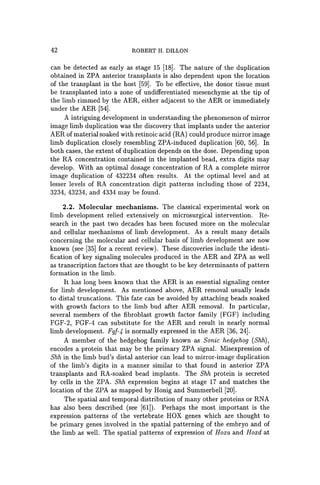 42 ROBERT H. DILLON
can be detected as early as stage 15 [18]. The nature of the duplication
obtained in ZPA anterior transplants is also dependent upon the location
of the transplant in the host [59]. To be effective, the donor tissue must
be transplanted into a zone of undifferentiated mesenchyme at the tip of
the limb rimmed by the AER, either adjacent to the AER or immediately
under the AER [54].
A intriguing development in understanding the phenomenon of mirror
image limb duplication was the discovery that implants under the anterior
AER of material soaked with retinoic acid (RA) could produce mirror image
limb duplication closely resembling ZPA-induced duplication [60, 56]. In
both cases, the extent of duplication depends on the dose. Depending upon
the RA concentration contained in the implanted bead, extra digits may
develop. With an optimal dosage concentration of RA a complete mirror
image duplication of 432234 often results. At the optimal level and at
lesser levels of RA concentration digit patterns including those of 2234,
3234, 43234, and 4334 may be found.
2.2. Molecular mechanisms. The classical experimental work on
limb development relied extensively on microsurgical intervention. Re-
search in the past two decades has been focused more on the molecular
and cellular mechanisms of limb development. As a result many details
concerning the molecular and cellular basis of limb development are now
known (see [35] for a recent review). These discoveries include the identi-
fication of key signaling molecules produced in the AER and ZPA as well
as transcription factors that are thought to be key determinants of pattern
formation in the limb.
It has long been known that the AER is an essential signaling center
for limb development. As mentioned above, AER removal usually leads
to distal truncations. This fate can be avoided by attaching beads soaked
with growth factors to the limb bud after AER removal. In particular,
several members of the fibroblast growth factor family (FGF) including
FGF-2, FGF-4 can substitute for the AER and result in nearly normal
limb development. Fgf-4 is normally expressed in the AER [36, 24].
A member of the hedgehog family known as Sonic hedgehog (Shh) ,
encodes a protein that may be the primary ZPA signal. Misexpression of
Shh in the limb bud's distal anterior can lead to mirror-image duplication
of the limb's digits in a manner similar to that found in anterior ZPA
transplants and RA-soaked bead implants. The Shh protein is secreted
by cells in the ZPA. Shh expression begins at stage 17 and matches the
location of the ZPA as mapped by Honig and Summerbell [20].
The spatial and temporal distribution of many other proteins or RNA
has also been described (see [61]). Perhaps the most important is the
expression patterns of the vertebrate HOX genes which are thought to
be primary genes involved in the spatial patterning of the embryo and of
the limb as well. The spatial patterns of expression of Hoxa and Hoxd at
 