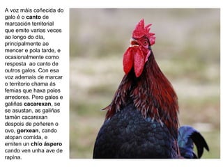 A voz máis coñecida do
galo é o canto de
marcación territorial
que emite varias veces
ao longo do día,
principalmente ao
mencer e pola tarde, e
ocasionalmente como
resposta ao canto de
outros galos. Con esa
voz ademais de marcar
o territorio chama ás
femias que haxa polos
arredores. Pero galos e
galiñas cacarexan, se
se asustan, as galiñas
tamén cacarexan
despois de poñeren o
ovo, gorxean, cando
atopan comida, e
emiten un chío áspero
cando ven unha ave de
rapina.
 