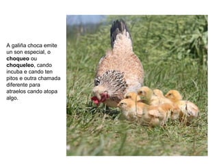 A galiña choca emite
un son especial, o
choqueo ou
choqueleo, cando
incuba e cando ten
pitos e outra chamada
diferente para
atraelos cando atopa
algo.
 