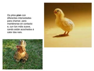 Os pitos pían con
diferentes intensidades
para chamar, para
mantérense en contacto
e, cun ton máis suave,
cando están acochados á
calor das nais.
 