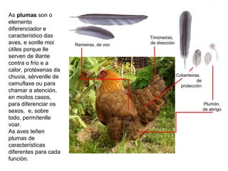 As plumas son o
elemento
diferenciador e
característico das
aves, e sonlle moi
útiles porque lle
serven de illante
contra o frío e a
calor, protéxenas da
chuvia, sérvenlle de
camuflaxe ou para
chamar a atención,
en moitos casos,
para diferenciar os
sexos, e, sobre
todo, permítenlle
voar.
As aves teñen
plumas de
características
diferentes para cada
función.
Remeiras, de voo
Timoneiras,
de dirección
Coberteiras,
de
protección
Plumón,
de abrigo
 